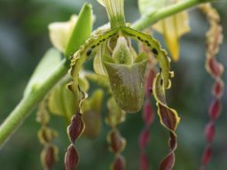 Paph.parishii001_mini